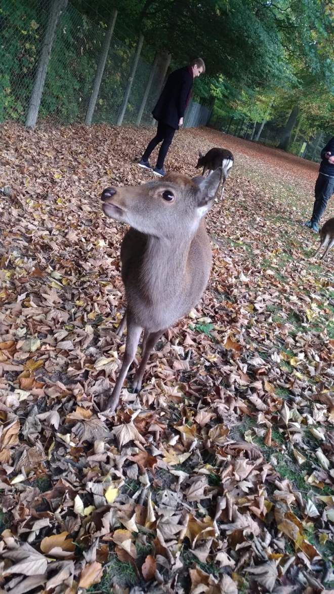 51290777_467910727076782_6233471373113556992_n